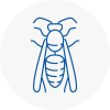 Bexleyheath Wasp Nest Removal